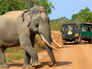 Read more about the article Yala National Park Wildlife Paradise