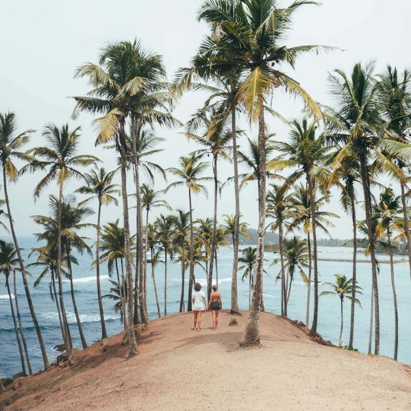 Things-To-Do-Mirissa-Sri-Lanka-coconut-tree-header.jpg